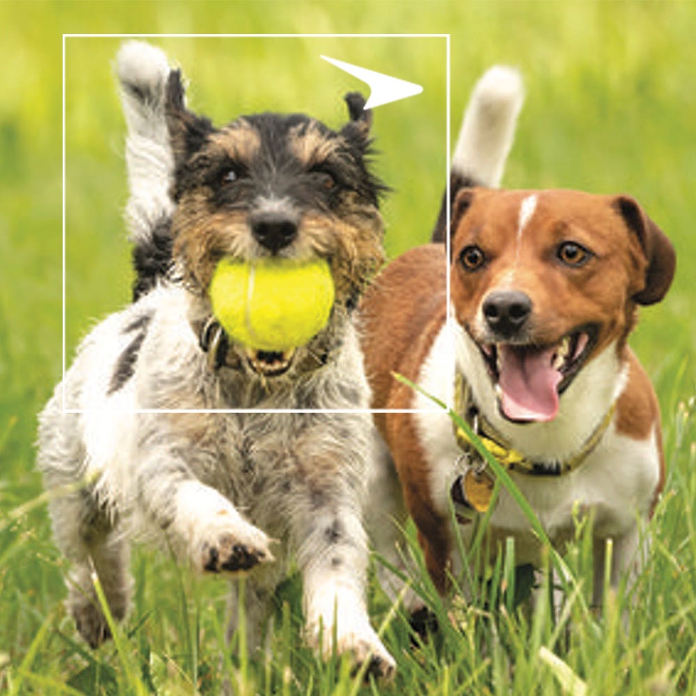 Two dogs running with tennis ball in grass