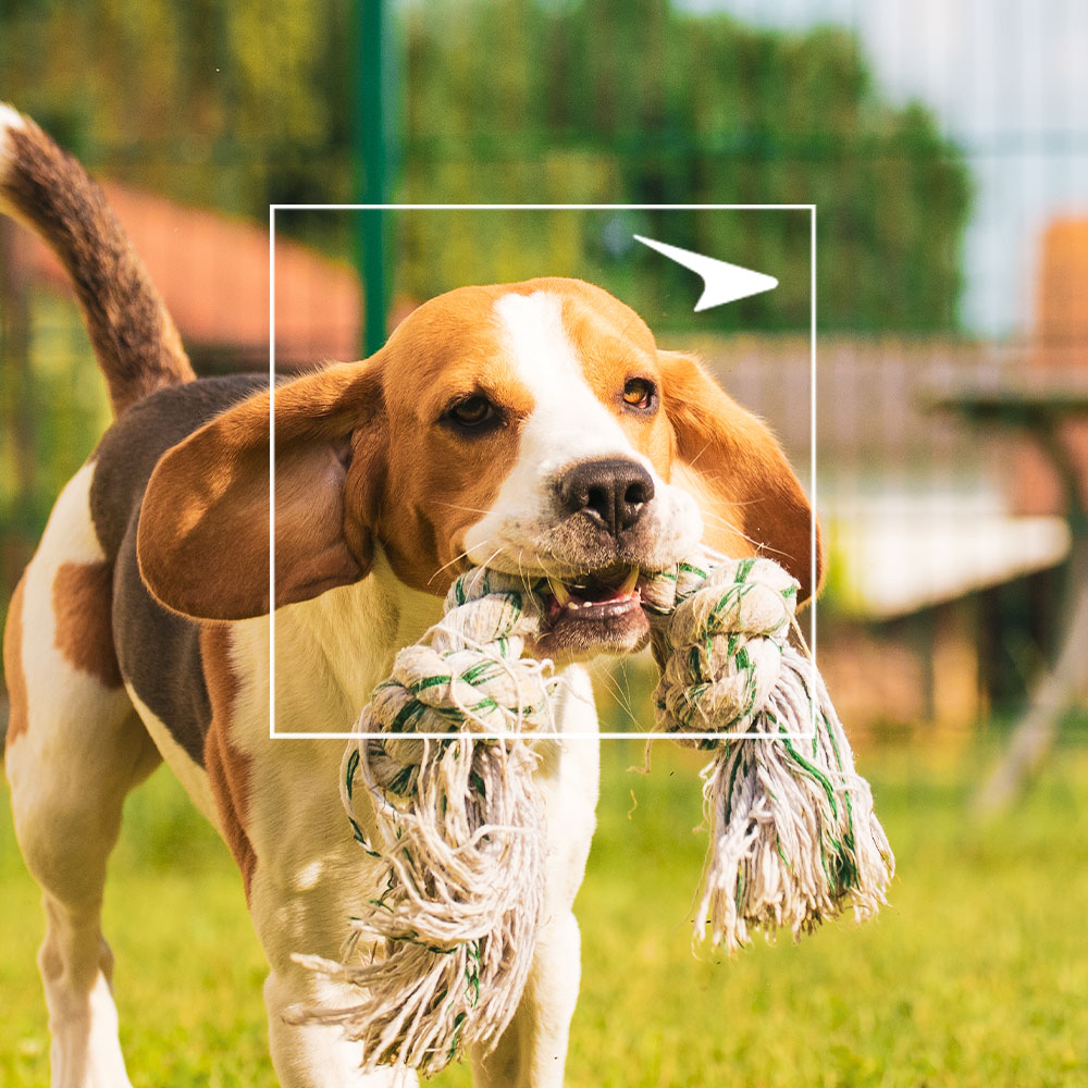 Dog running with rope toy outside