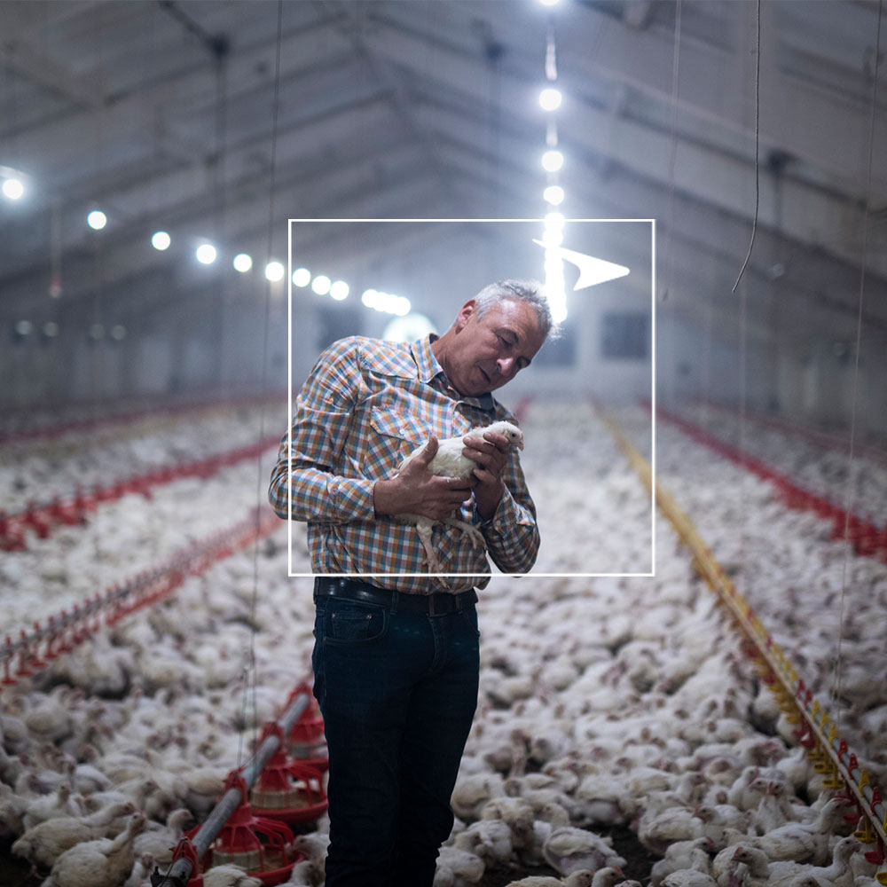 Man holding chicken in poultry barn